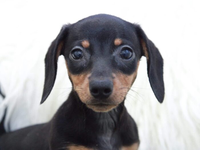 Vicki - Pretty Female Dachshund Puppy - Image 2