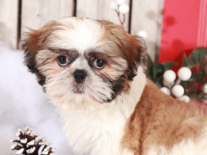 Vixon - Loving Shih-tzu
