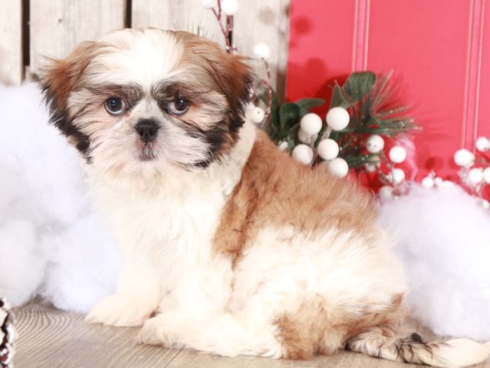 Vixon - Loving Shih-tzu - Image 4