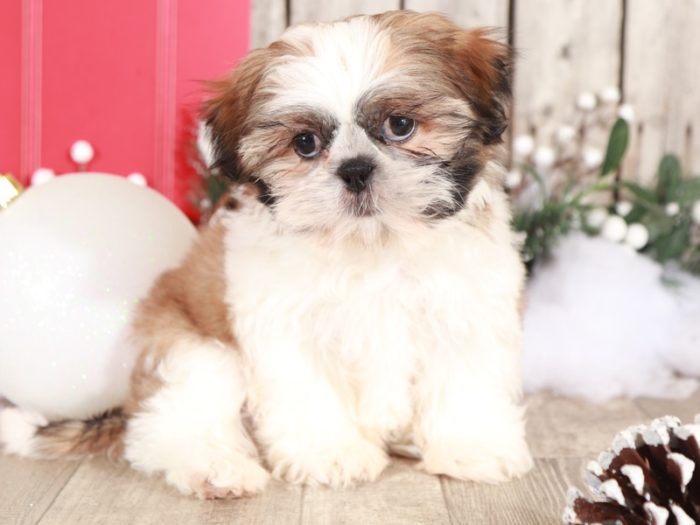 Vixon - Loving Shih-tzu - Image 3