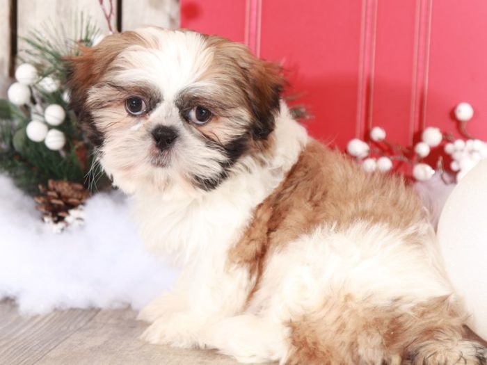 Vixon - Loving Shih-tzu - Image 2