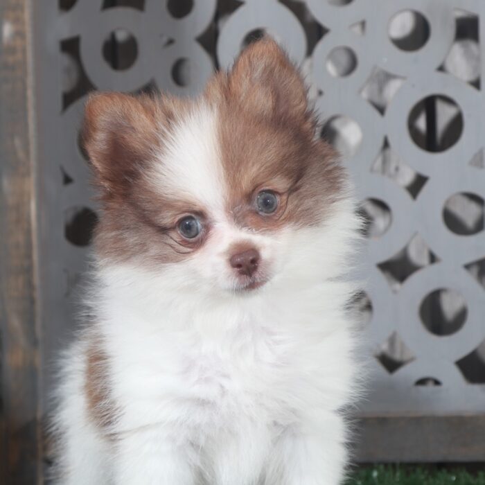 Walter- Handsome Little ACA Pomeranian Puppy - Image 2