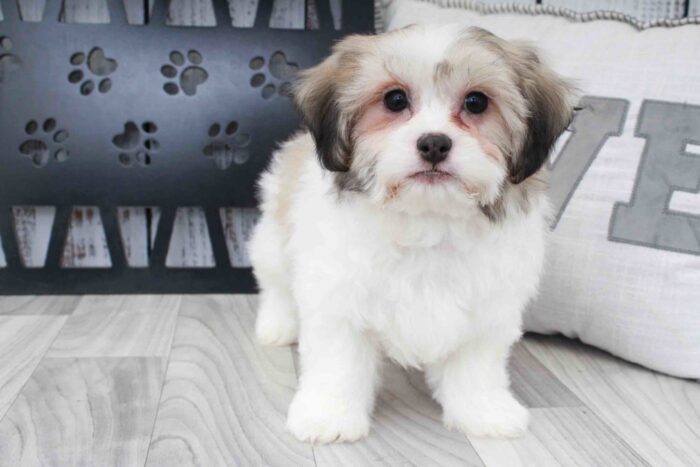Walter- Handsome Brown and White Male Teddy Bear Puppy