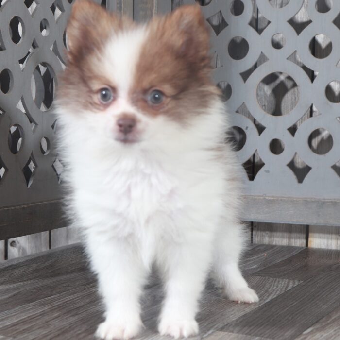 Walter- Handsome Little ACA Pomeranian Puppy - Image 3