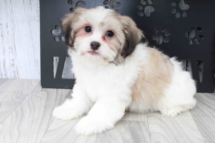 Walter- Handsome Brown and White Male Teddy Bear Puppy - Image 2