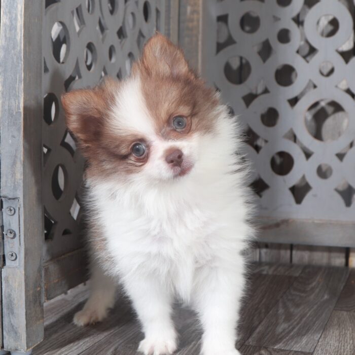 Walter- Handsome Little ACA Pomeranian Puppy - Image 4