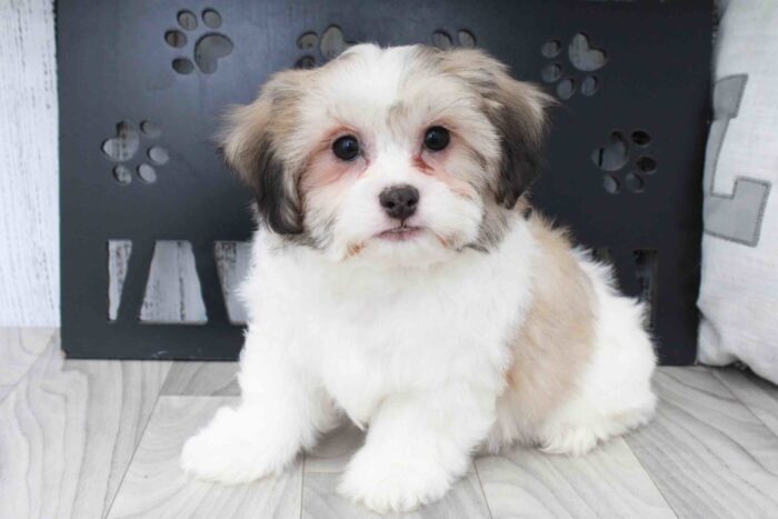 Walter- Handsome Brown and White Male Teddy Bear Puppy - Image 3