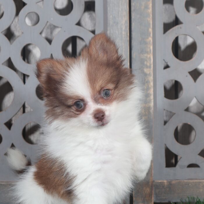 Walter- Handsome Little ACA Pomeranian Puppy - Image 5