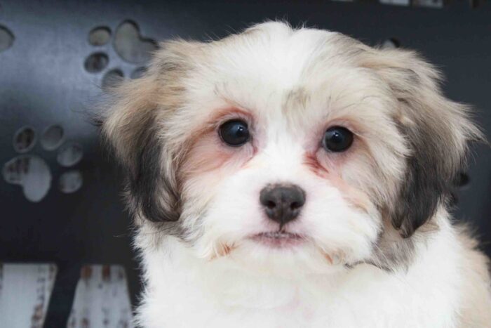 Walter- Handsome Brown and White Male Teddy Bear Puppy - Image 4