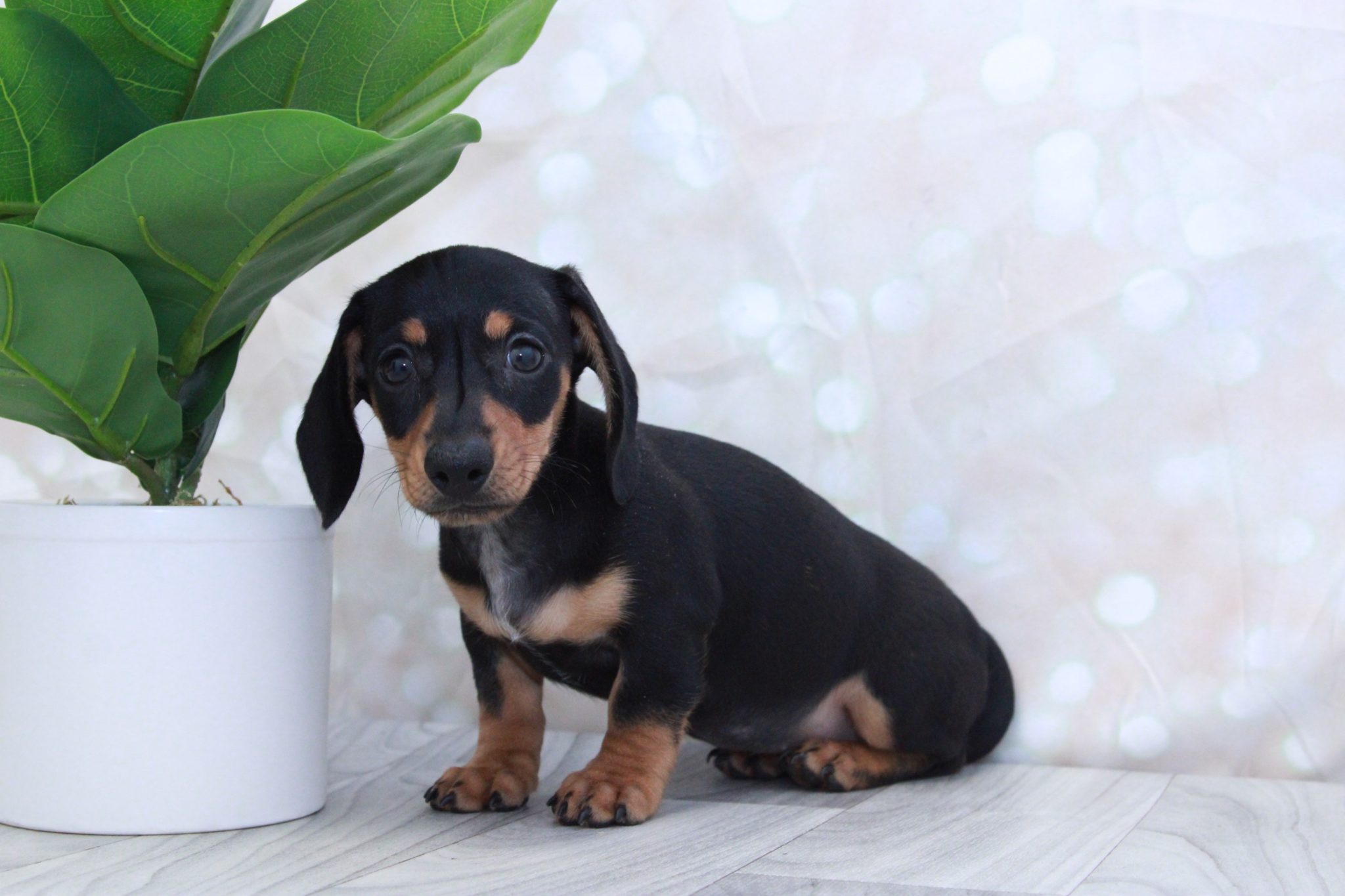 Wednesday - Sweet ACA Female Dachshund Puppy