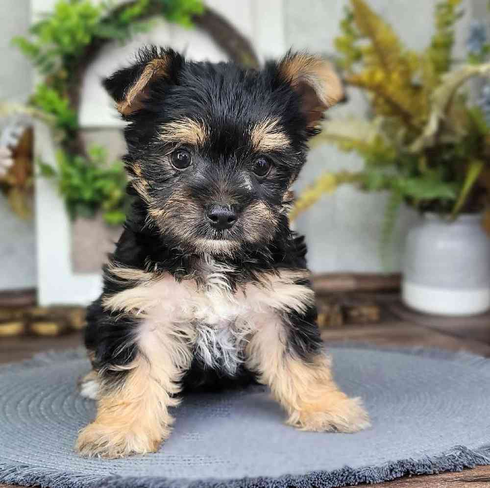 Wesley - Adorable Morkie Puppy for Sale in Georgia