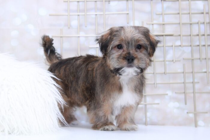 Whiskey- Sweet Little Male Shorkie Puppy - Image 2