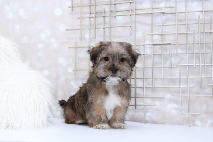 Whiskey- Sweet Little Male Shorkie Puppy - Image 3