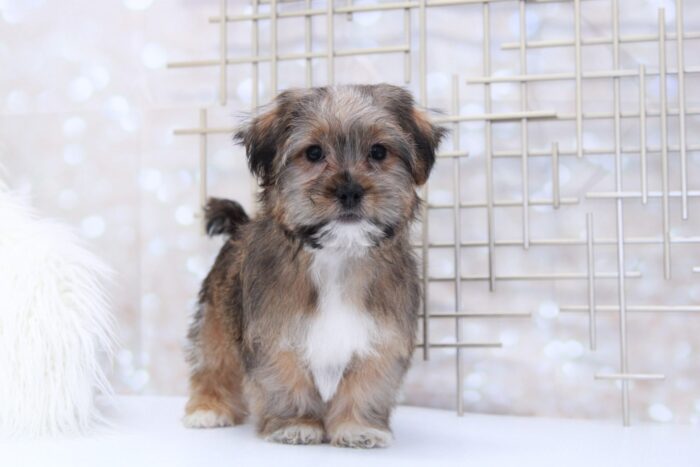 Whiskey- Sweet Little Male Shorkie Puppy - Image 4