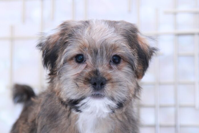 Whiskey- Sweet Little Male Shorkie Puppy - Image 5