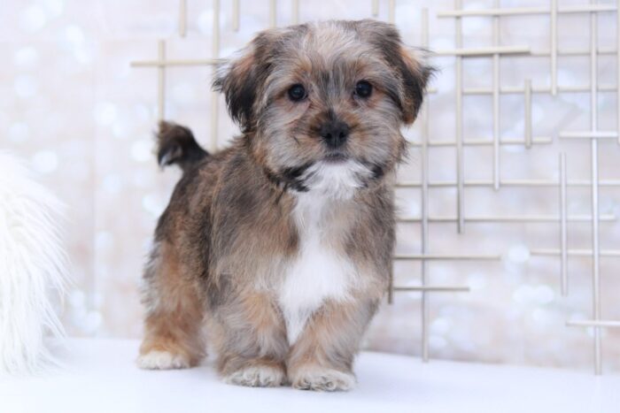 Whiskey- Sweet Little Male Shorkie Puppy
