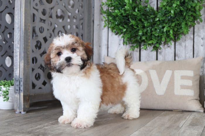 Wilbur - Fluffy Cava-tzu