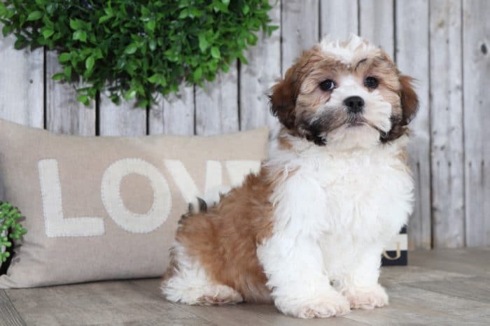 Wilbur - Fluffy Cava-tzu - Image 2