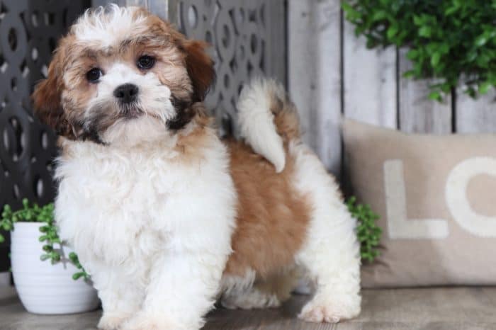 Wilbur - Fluffy Cava-tzu - Image 3