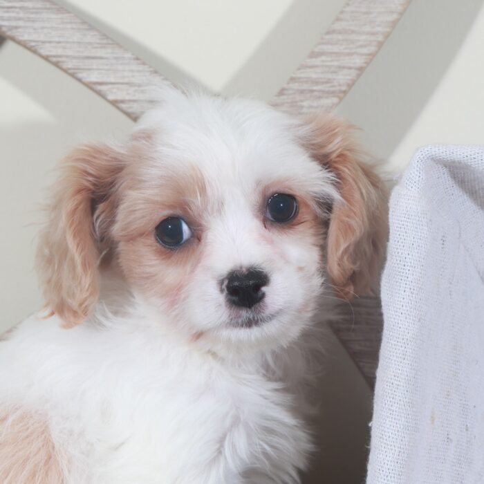 Willow- Sweet Female Cavachon Puppy - Image 2