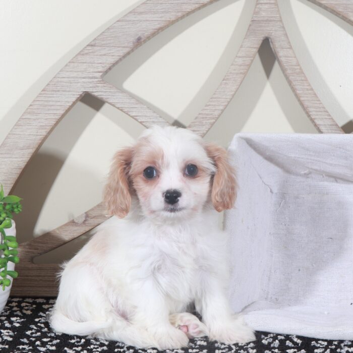 Willow- Sweet Female Cavachon Puppy - Image 3