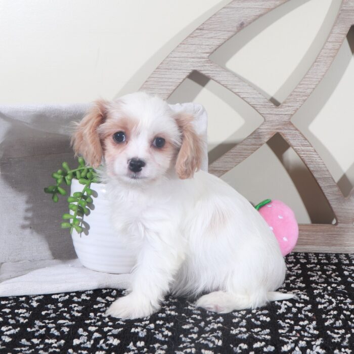 Willow- Sweet Female Cavachon Puppy - Image 4