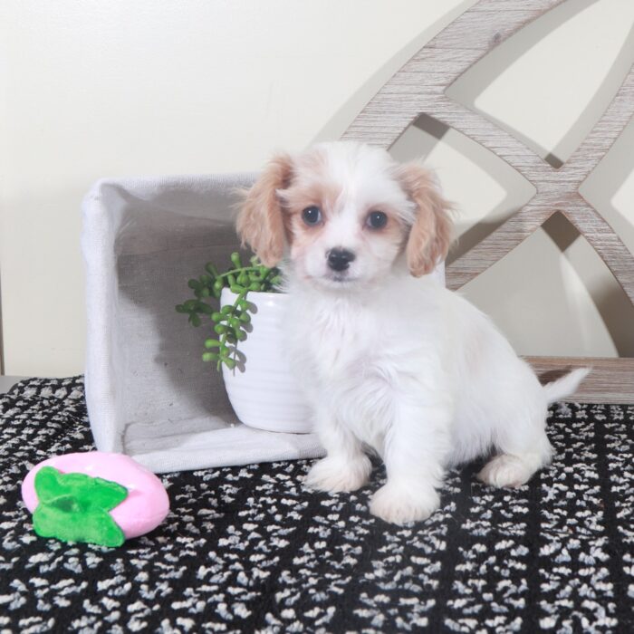 Willow- Sweet Female Cavachon Puppy - Image 5