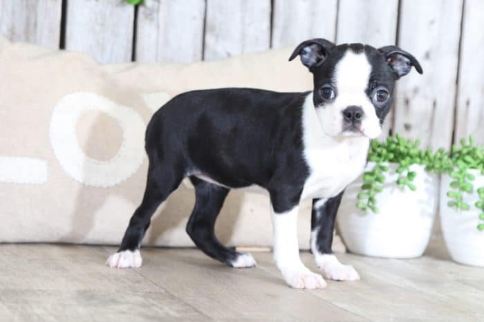 Willow - Sweet, AKC, Boston Terrier - Image 2