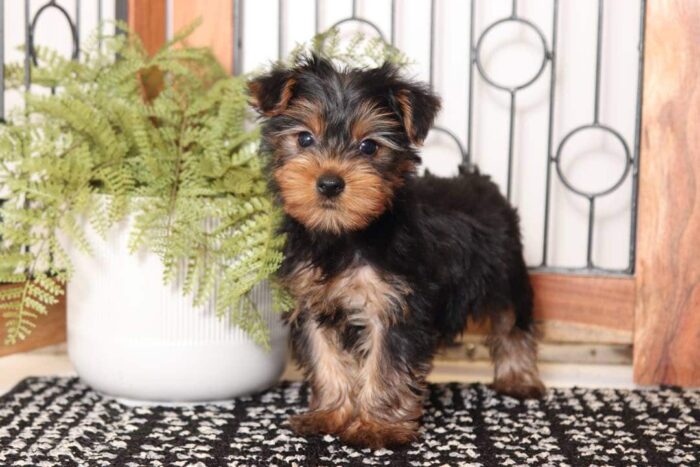 Wilma - Fantastic Little Female ACA Yorkie