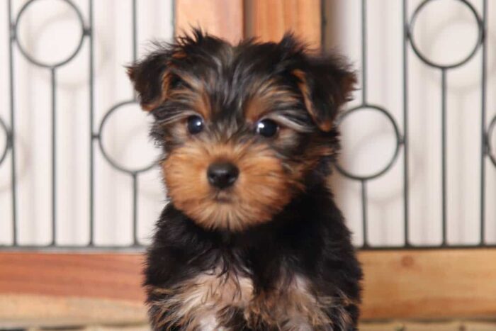 Wilma - Fantastic Little Female ACA Yorkie - Image 2