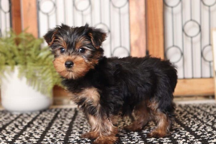 Wilma - Fantastic Little Female ACA Yorkie - Image 3