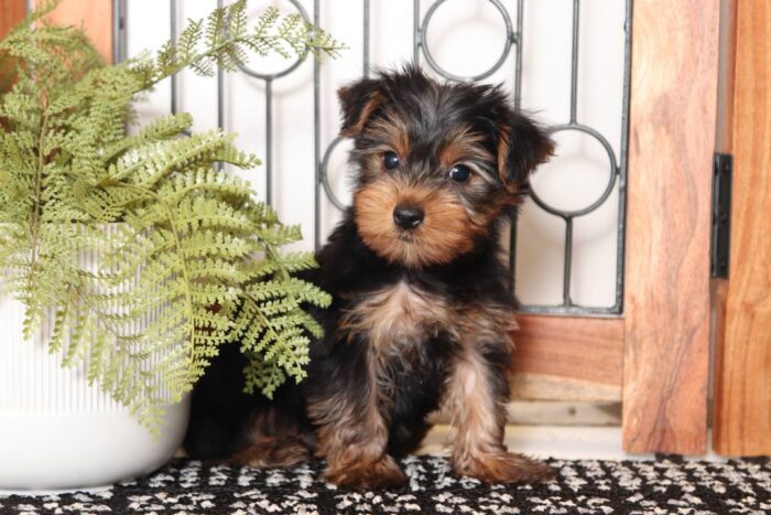 Wilma - Fantastic Little Female ACA Yorkie - Image 4