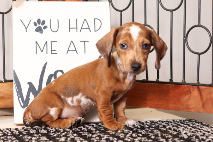 Wilson - Awesome ACA Red Dapple Male Mini Dachshund Puppy