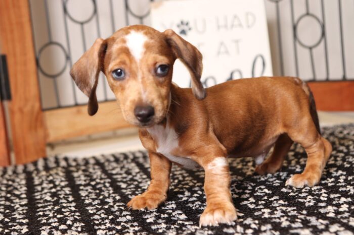 Wilson - Awesome ACA Red Dapple Male Mini Dachshund Puppy - Image 2