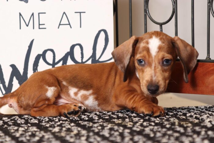 Wilson - Awesome ACA Red Dapple Male Mini Dachshund Puppy - Image 3