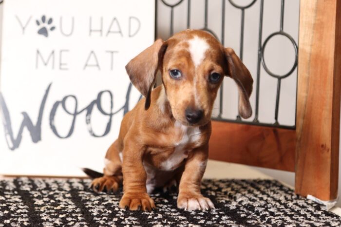 Wilson - Awesome ACA Red Dapple Male Mini Dachshund Puppy - Image 4