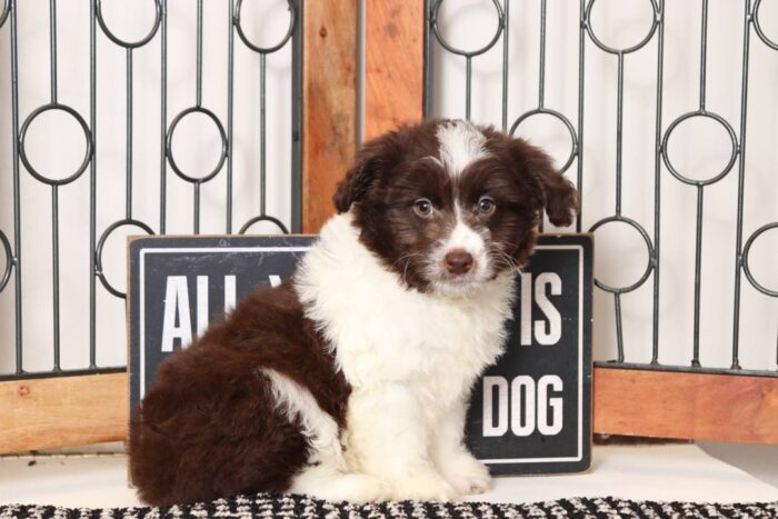 Winnie- Sweet Chocolate and White Female Mini Aussie-Poo Puppy