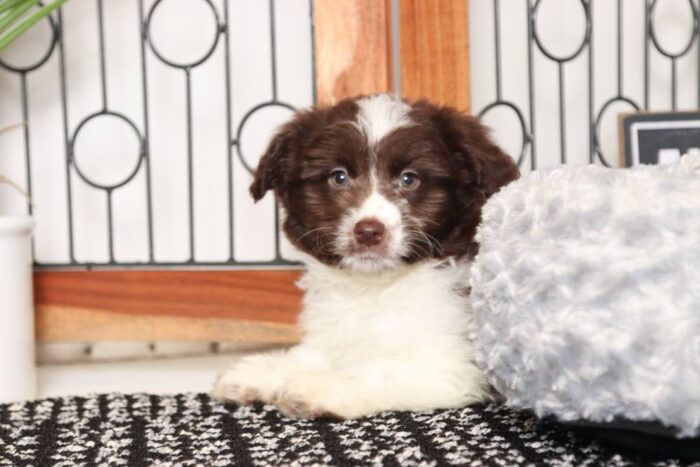 Winnie- Sweet Chocolate and White Female Mini Aussie-Poo Puppy - Image 2