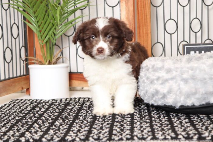 Winnie- Sweet Chocolate and White Female Mini Aussie-Poo Puppy - Image 3