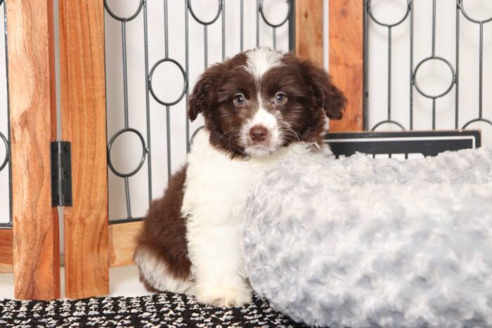 Winnie- Sweet Chocolate and White Female Mini Aussie-Poo Puppy - Image 4
