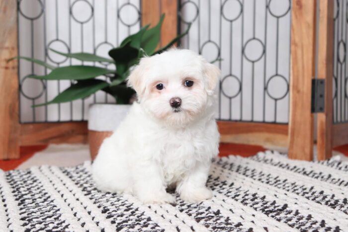 Winter- Gorgeous Little ICA Female Maltese Puppy - Image 3