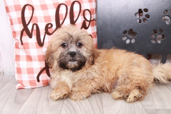 Wonton - Loyal Brindle Male Teddy Bear Puppy