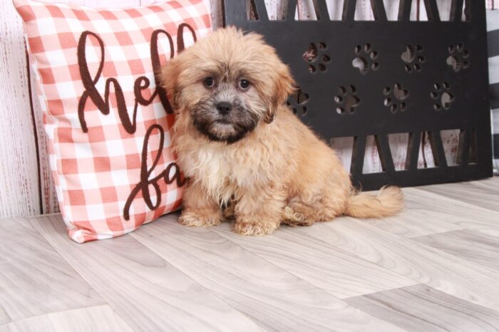 Wonton - Loyal Brindle Male Teddy Bear Puppy - Image 2