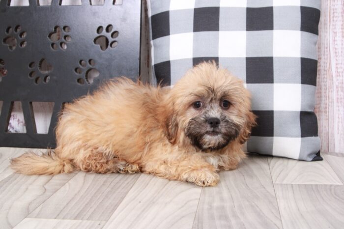 Wonton - Loyal Brindle Male Teddy Bear Puppy - Image 5
