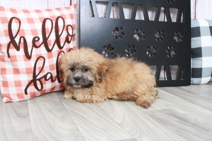 Wonton - Loyal Brindle Male Teddy Bear Puppy - Image 4