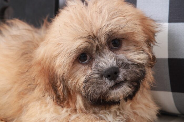 Wonton - Loyal Brindle Male Teddy Bear Puppy - Image 3