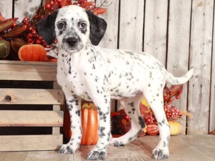 Wren - Beautiful Female Mini Dalmadoodle