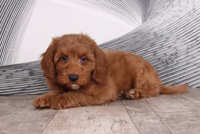 Yeller - Delightful Red Male F1B Mini Goldendoodle Puppy