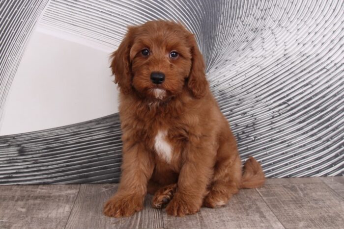 Yeller - Delightful Red Male F1B Mini Goldendoodle Puppy - Image 2