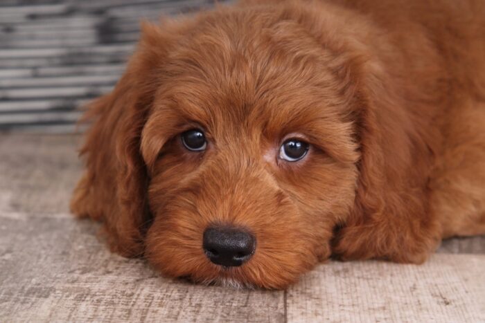 Yeller - Delightful Red Male F1B Mini Goldendoodle Puppy - Image 3